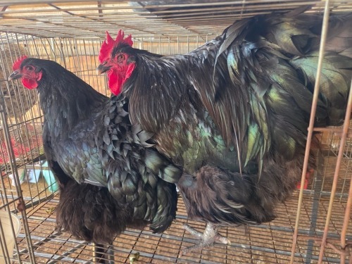 2 X BLACK ORPINGTON ROOSTER & HEN JF JORDAAN (Per animal to take the lot)