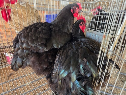 2 X BLACK ORPINGTON ROOSTER & HEN JF JORDAAN (Per animal to take the lot)