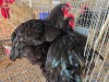 2 X BLACK ORPINGTON ROOSTER & HEN JF JORDAAN (Per animal to take the lot)