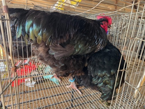 2 X BLACK ORPINGTON ROOSTER & HEN JF JORDAAN (Per animal to take the lot)