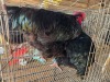 2 X BLACK ORPINGTON ROOSTER & HEN JF JORDAAN (Per animal to take the lot)