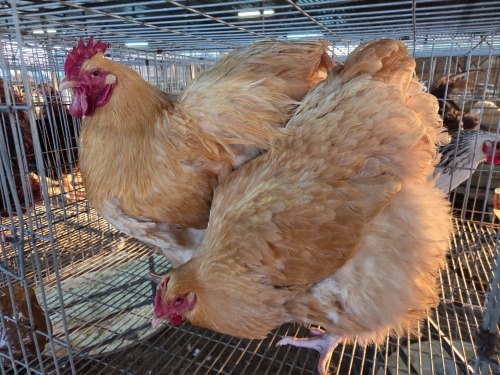2 X BUFF ORPINGTON ROOSTER & HEN JF JORDAAN (Per animal to take the lot)