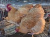 2 X BUFF ORPINGTON ROOSTER & HEN JF JORDAAN (Per animal to take the lot)