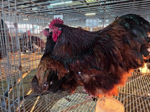 2 X JUBILEE ORPINGTON ROOSTER & HEN JF JORDAAN (Per animal to take the lot)