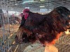 2 X JUBILEE ORPINGTON ROOSTER & HEN JF JORDAAN (Per animal to take the lot)