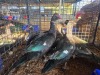 6 X MUSCOVY DUCK MALE & FEMALE JF JORDAAN (Per animal to take the lot)