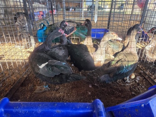 6 X MUSCOVY DUCK MALE & FEMALE JF JORDAAN (Per animal to take the lot)