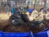 6 X MUSCOVY DUCK MALE & FEMALE JF JORDAAN (Per animal to take the lot)