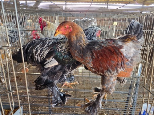 2 X BRAHMA ROOSTER & HEN A, CLOETE (Per animal to take the lot)