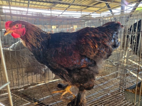 2 X BRAHMA ROOSTER & HEN A, CLOETE (Per animal to take the lot)
