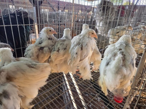 13 X SPLASH BRAHMA MIX A, CLOETE (Per animal to take the lot)