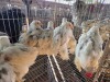 13 X SPLASH BRAHMA MIX A, CLOETE (Per animal to take the lot)