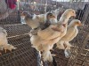 10 X SPLASH BRAHMA MIX A, CLOETE (Per animal to take the lot)