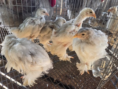 10 X SPLASH BRAHMA MIX A, CLOETE (Per animal to take the lot)