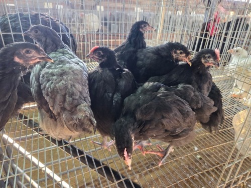 10 X AUSTRALORP MIX A, CLOETE (Per animal to take the lot)