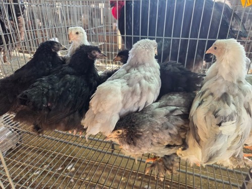 10 X AUSTRALORP MIX A, CLOETE (Per animal to take the lot)
