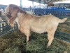 LOT 36 1X RAM BOERBOK Neville - 4