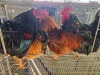4 X FARM CHICKEN ROOSTER J. VAN DER SPAY (Per animal to take the lot)