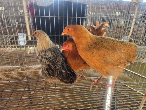 3 X FARM CHICKEN ROOSTER & HEN JC. BOTHA (Per animal to take the lot)