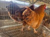 2 X FARM CHICKEN ROOSTER JC. BOTHA (Per animal to take the lot)