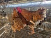 3 X FARM CHICKEN ROOSTER JC. BOTHA (Per animal to take the lot)