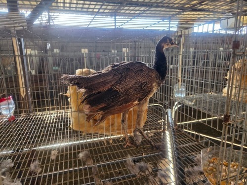 1 X PEACOCK MALE JC. BOTHA (Per animal to take the lot)