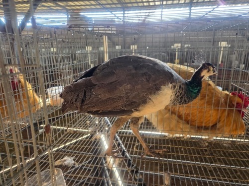 1 X PEACOCK MALE JC. BOTHA (Per animal to take the lot)