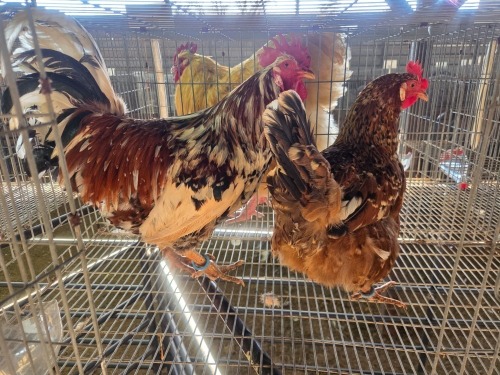 2 X BOSVELDER ROOSTER & HEN TIEGERPOORT (Per animal to take the lot)
