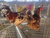 2 X BOSVELDER ROOSTER & HEN TIEGERPOORT (Per animal to take the lot)