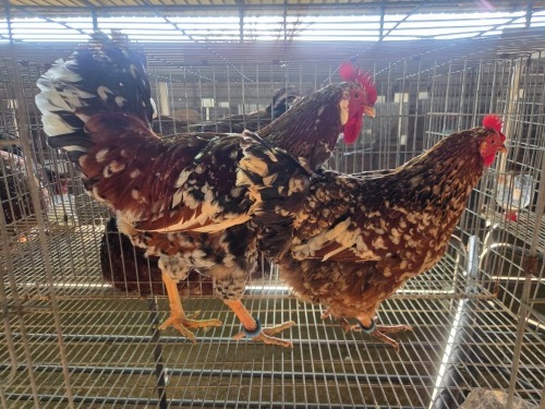 2 X BOSVELDER ROOSTER & HEN TIEGERPOORT (Per animal to take the lot)