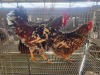 2 X BOSVELDER ROOSTER & HEN TIEGERPOORT (Per animal to take the lot)