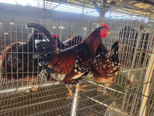 2 X BOSVELDER ROOSTER & HEN TIEGERPOORT (Per animal to take the lot)