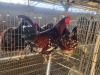 2 X BOSVELDER ROOSTER & HEN TIEGERPOORT (Per animal to take the lot)