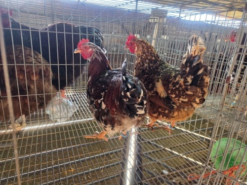 2 X BOSVELDER ROOSTER & HEN TIEGERPOORT (Per animal to take the lot)