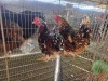2 X BOSVELDER ROOSTER & HEN TIEGERPOORT (Per animal to take the lot)