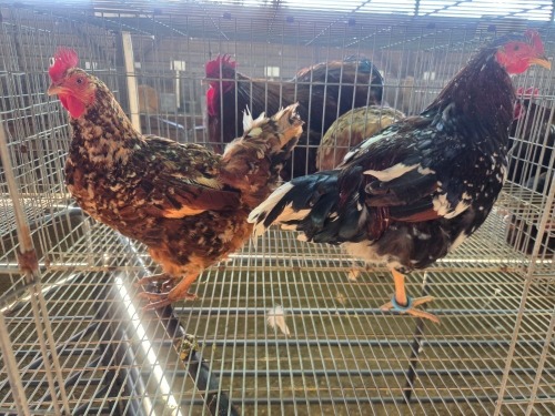 2 X BOSVELDER ROOSTER & HEN TIEGERPOORT (Per animal to take the lot)