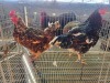 2 X BOSVELDER ROOSTER & HEN TIEGERPOORT (Per animal to take the lot)