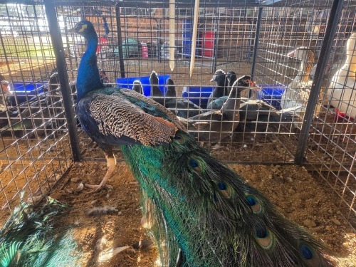 1 X PEACOCK MALE JC. BOTHA (Per animal to take the lot)