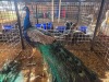 1 X PEACOCK MALE JC. BOTHA (Per animal to take the lot)