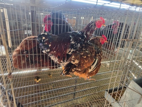 2 X BOSVELDER ROOSTER & HEN TIEGERPOORT (Per animal to take the lot)
