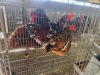 2 X BOSVELDER ROOSTER & HEN TIEGERPOORT (Per animal to take the lot)