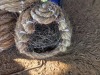 3 X MEDIUM NEST - TIEGERPOORT (Per animal to take the lot)