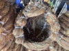 3 X SMALL NEST - TIEGERPOORT (Per animal to take the lot)