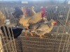 3 X FARM CHICKEN ROOSTER & HEN WILLEM PRINSLOO (Per animal to take the lot)