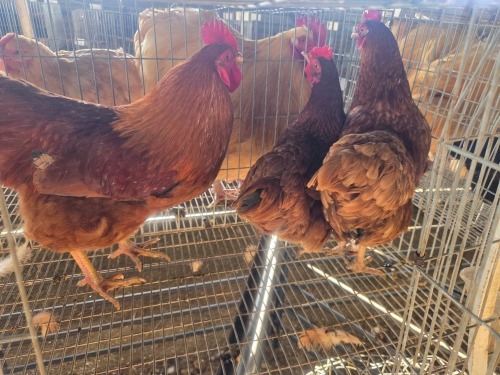 3 X FARM CHICKEN ROOSTER & HEN WILLEM PRINSLOO (Per animal to take the lot)