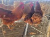 3 X FARM CHICKEN ROOSTER & HEN WILLEM PRINSLOO (Per animal to take the lot)