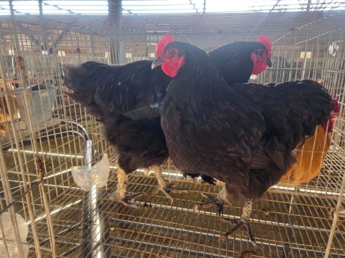 2 X AUSTRALORP ROOSTER JJ. SCHINKEL (Per animal to take the lot)