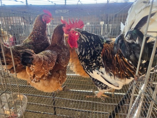 3 X BOSVELDER ROOSTER & HEN JJ. SCHINKEL (Per animal to take the lot)
