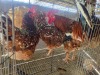 3 X BOSVELDER ROOSTER & HEN JJ. SCHINKEL (Per animal to take the lot)