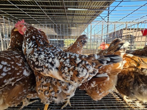 6 X BOSVELDER HEN JJ. SCHINKEL (Per animal to take the lot)